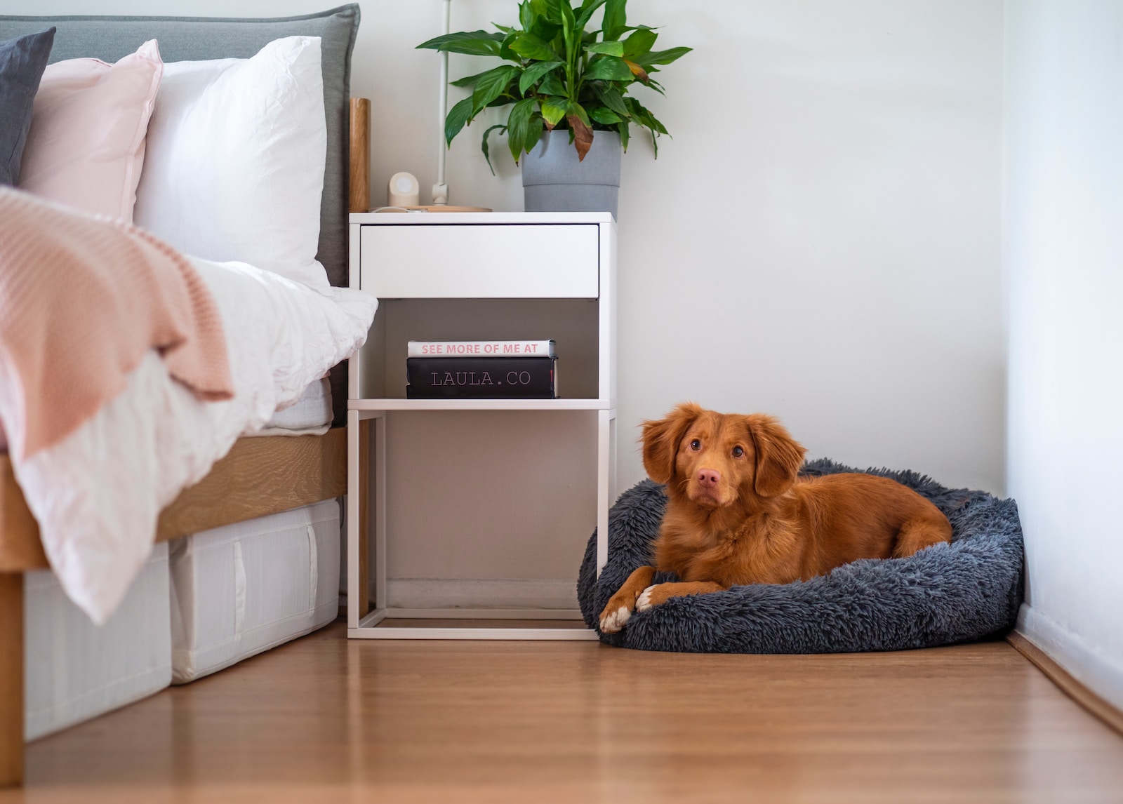 Flooring for Dogs