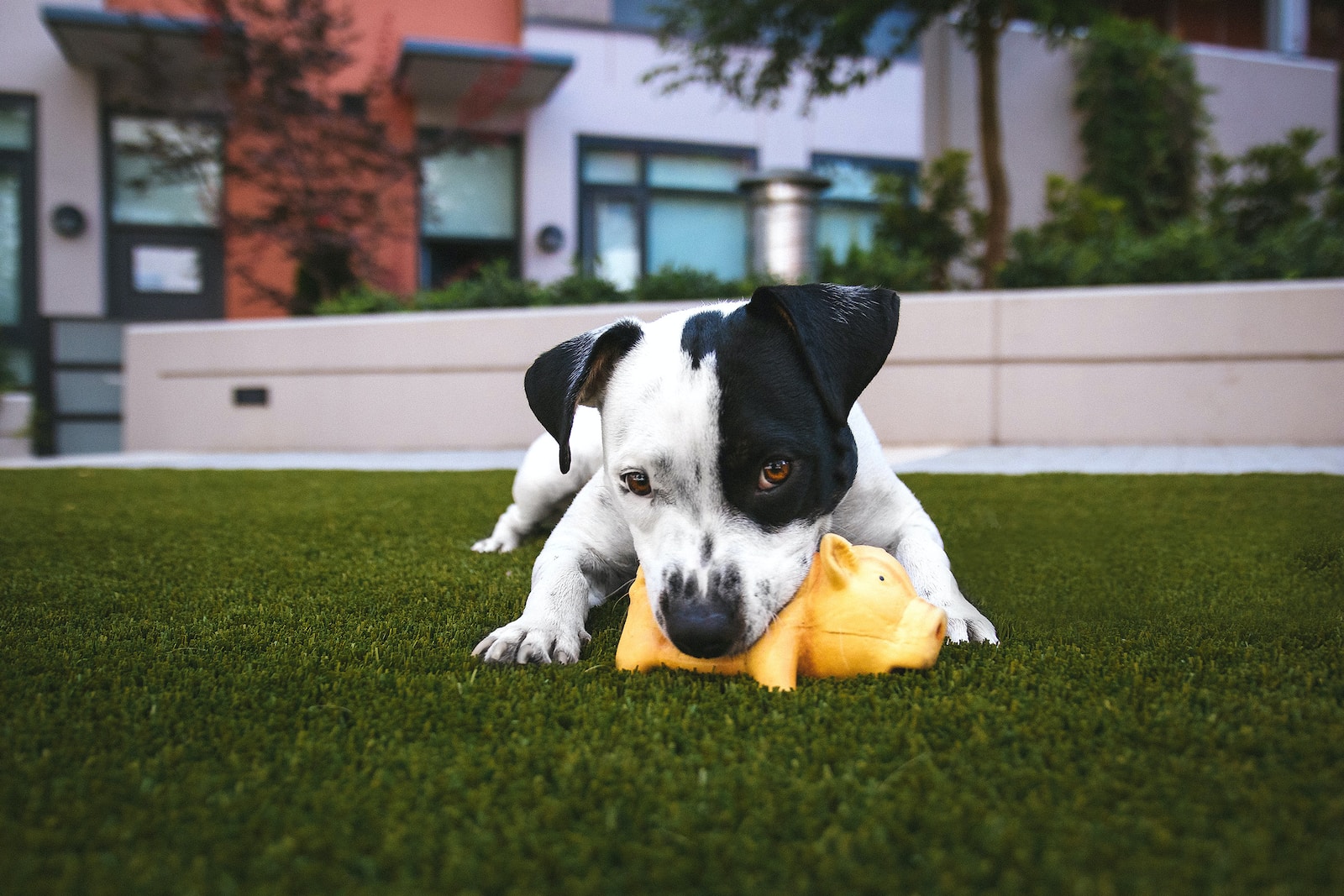 best artificial grass for pet